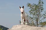 BULL TERRIER 036